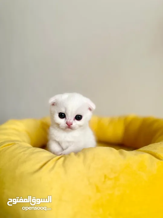 Pure White Scottish Fold kitten