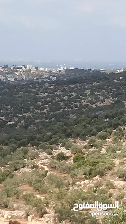 القبة الذهبية  شارع بلعا-دير الغصون