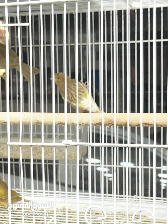 يوجد طيور كناري مميزة وجميلة في الخليل