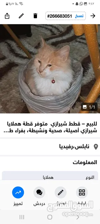 للبيع – قطط شيرازي  متوفر قطط هملايا شيرازي أصيلة، صحية ونشيطة، بفراء طويل ناعم وعيون واسعة لامعة،