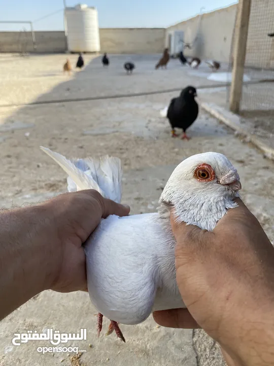 كوم حمام للبيع