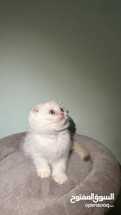 Scottish fold female  انثى سكوتش فولد