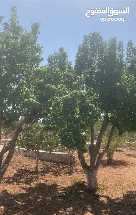 مزرعه جميله في مادبا جبيل