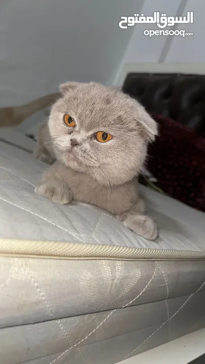 مطلوب ذكر سكوت فولد ستريت  للتزاوح بدون مقابل مادي