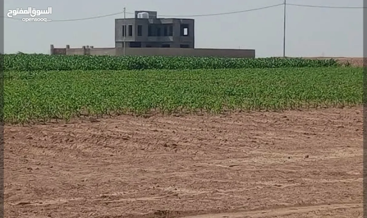 أرض بسعر لقطه