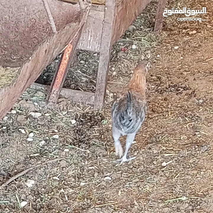 فراخ للبيع السلط