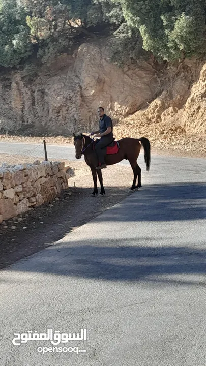 حصان دبسي بصلاه ع النبي