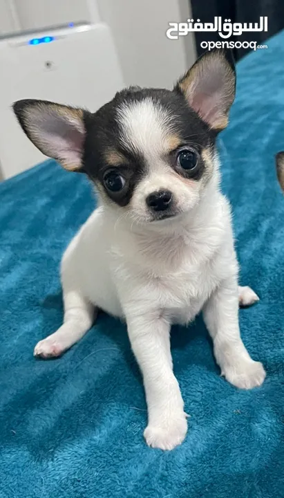 Rush Sale Pure Chihuahua Chihuahua for Loving Home  Serious  buyer only