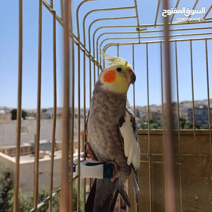 عصافير كوكتيل للبيع حبات جامبو ونضيفه