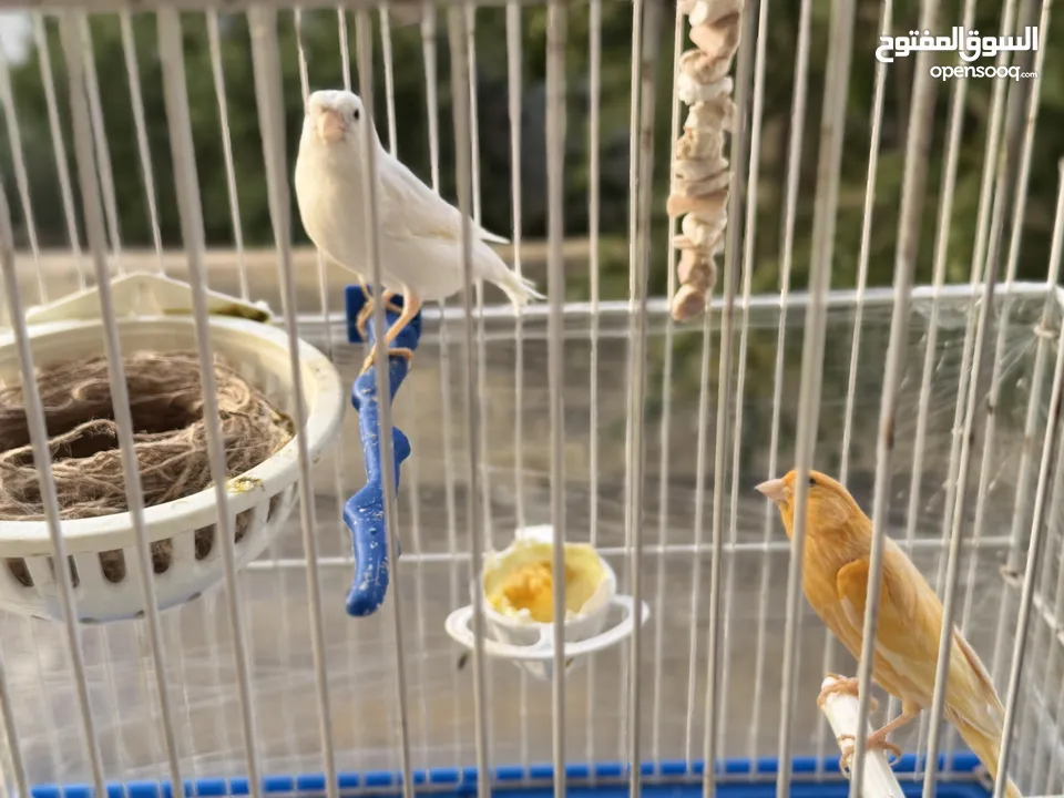 جوز كنار فحل جزري وطيرة لون ابيض تبارك الله جوز شغال تبارك الله وحالياً لافين عش