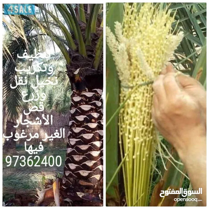 تنسيق حدائق وتنظيف وتلقيح نخيل