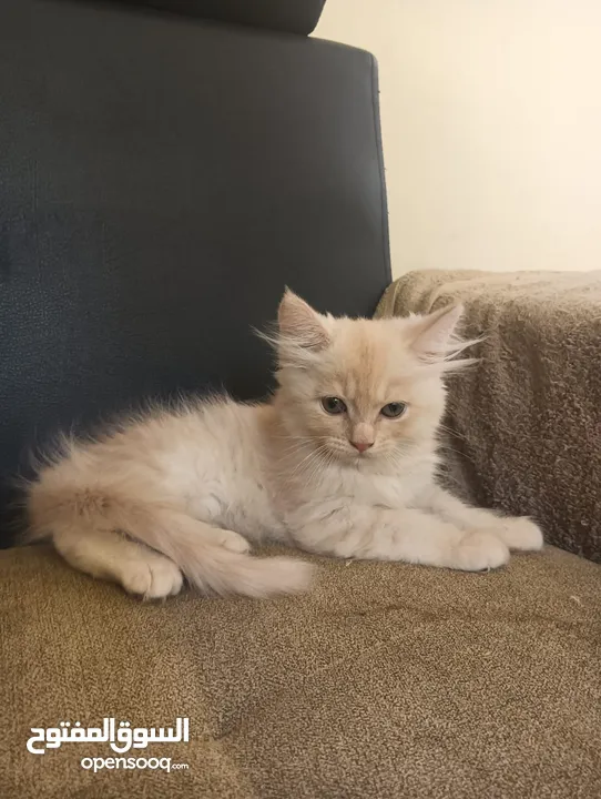 Persian Kitten