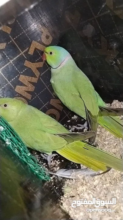 Green parrot 2 breading pair eggs also 100% bread pair