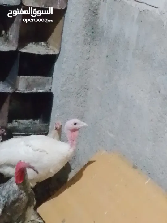 حمام للبيع + حبش عدد واحد فرنسي