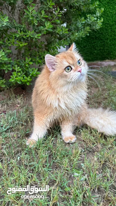 0British longhair male