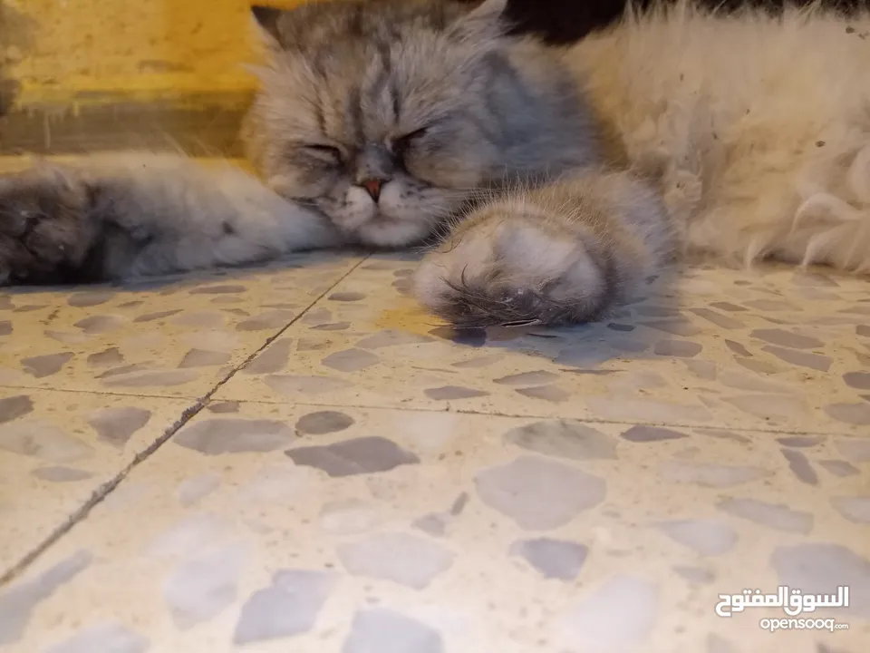 قطه هملايا انثى