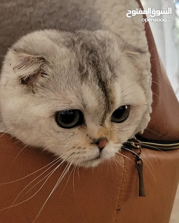 بيور سكوتش فولد للبيع