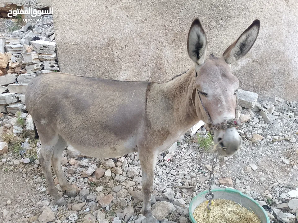 حماره عاقله