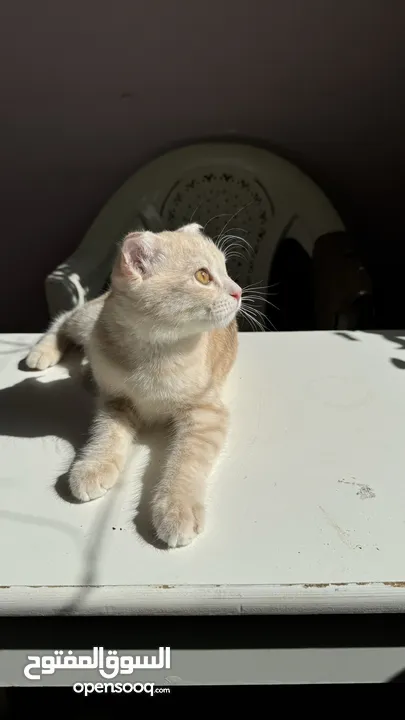 Scottish fold