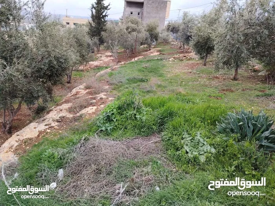 مزرعه مع بيت ريفي جاهز حديث مفروش جاهز يصلح مزرعه او سكن ريفي