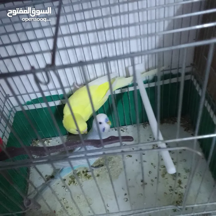 التواصل عبر واتس اب ببغاء كوكتيل  حجم كبير وعصافير حب مفتل و البينو وعادي عادي احجام كبيره