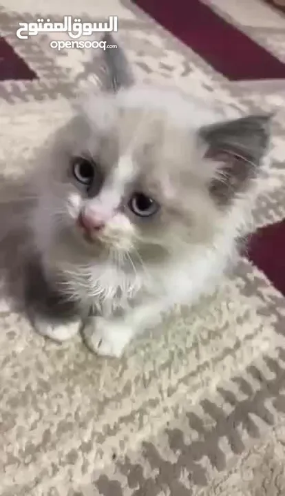 حيوانات لبيع