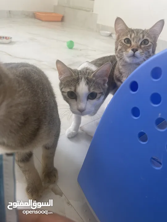 Short hair cats for adoption / قطط للتبني