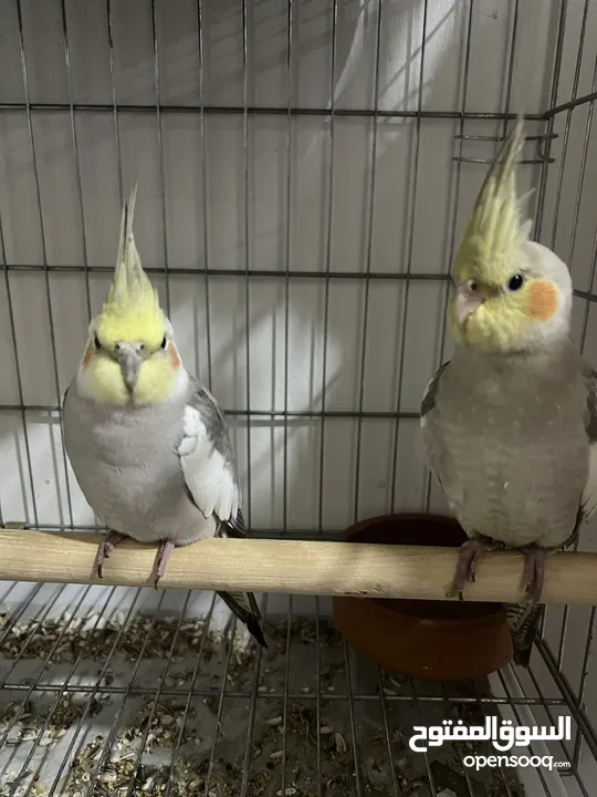 2 young home breed cockatiels for sale