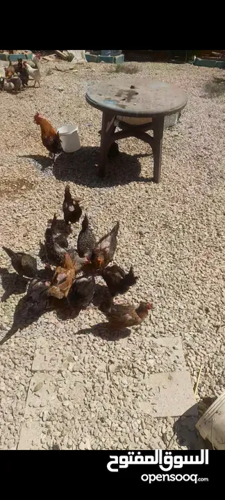 دجاج للبيع الصلاة على النبي بياض صحة ونضافه مع ديوك ماخد جميع المطاعيم
