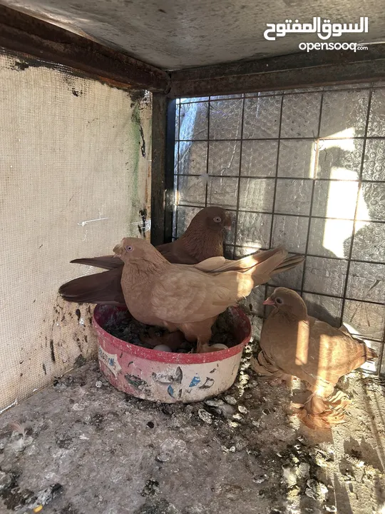 جواز للبيع سعر طري