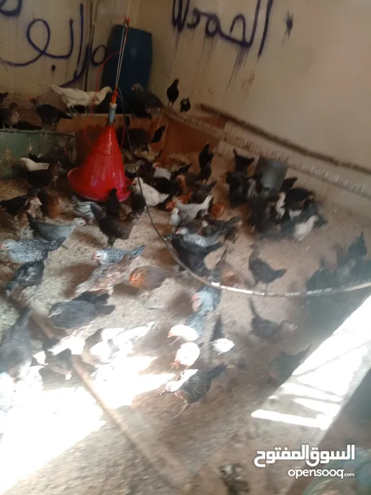 فراخ بلدي عمر شهرين واسبوع مطعمات جميع التطعيمات صحه ونظافة وحجم
