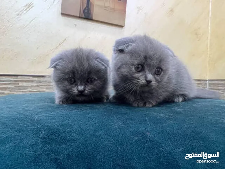 Scotts Fold, 2 months old