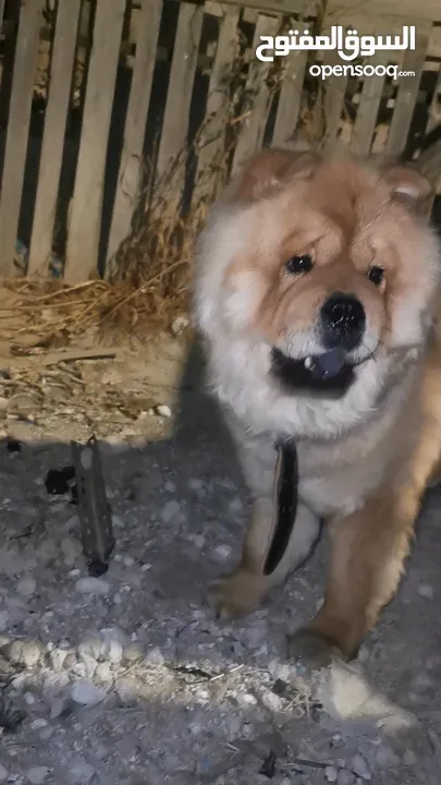 للبيع او البدل ع مالينو انثى