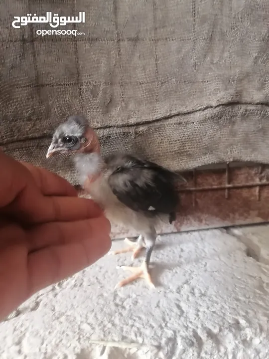 صوصان جاج للبيع