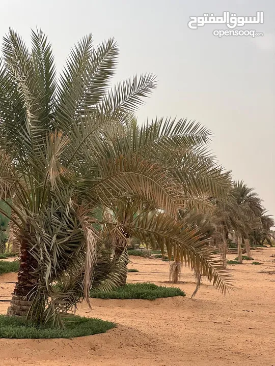 مزرعه جاهزة للبيع السعر نهائي