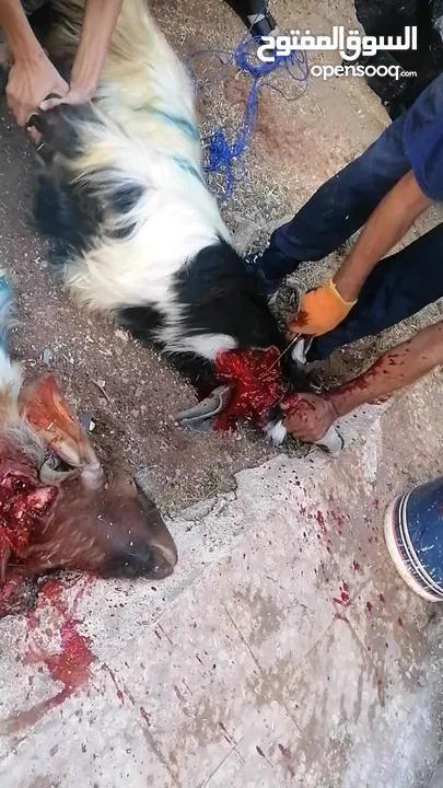 كل عام وانتم بخير لحام متنقل لذبح جميع انواع الأضاحي_ونذور للتواصل