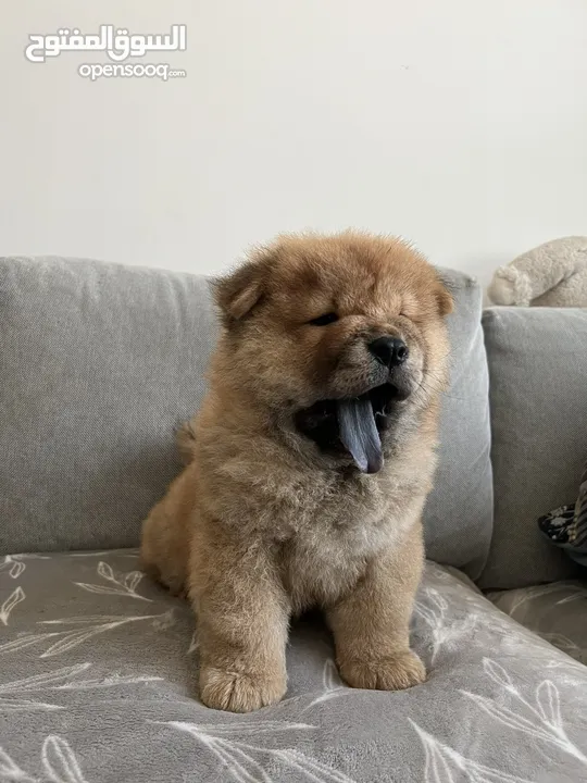 Purebred chow chow