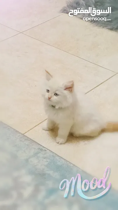 ذكرقط هملايا اورنج عمر شهر ونص كامل اغراضو البيع بسبب سفر