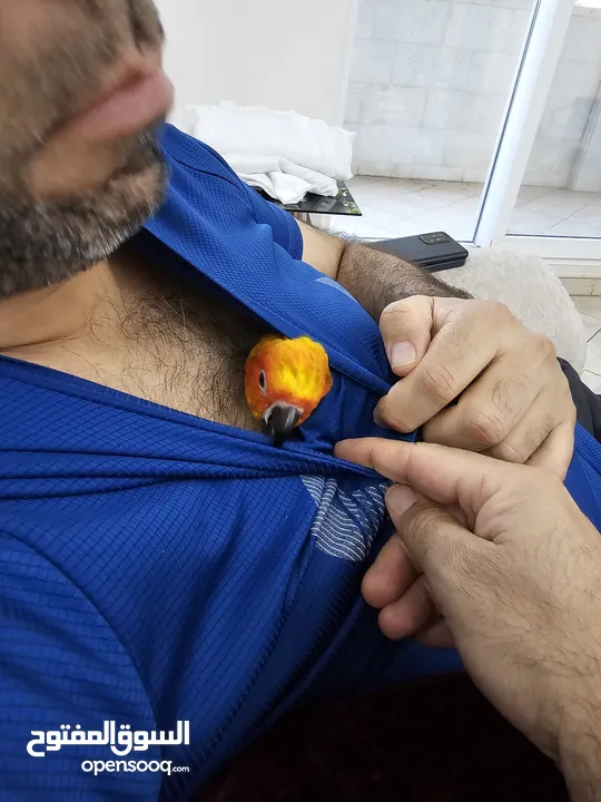 Hand tamed Sun Conure. His name is Cookie.