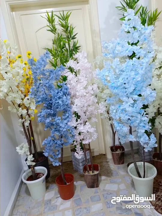 أشجار لوزيات أغصان طبيعي