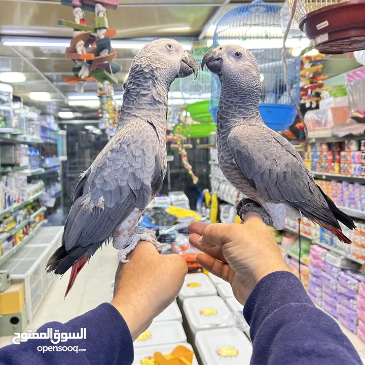 كاسكو مكاو كوكاتو امزون