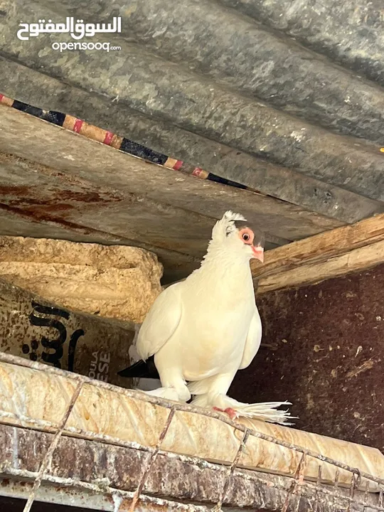 جواز بلونيات وجواز يهوديات