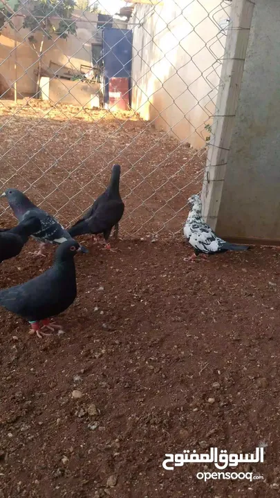 حمام للبيع