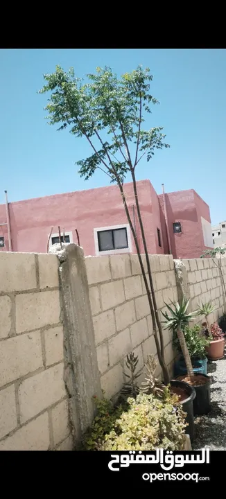 شجرتين شماسي طول 3 متر الثنتين 20 دينار