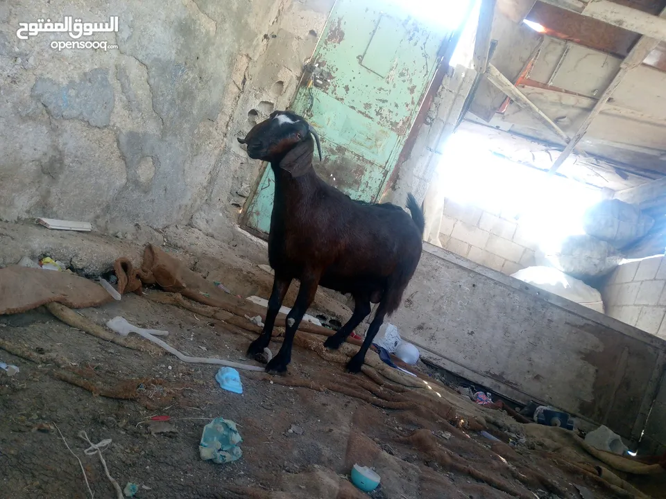ماعز لحم للبيع موجودة في الزرقاء
