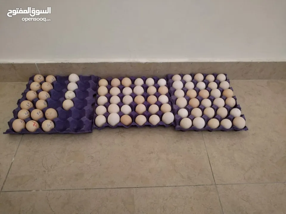 بيض بلدي بيتي طازج / organic daily fresh eggs