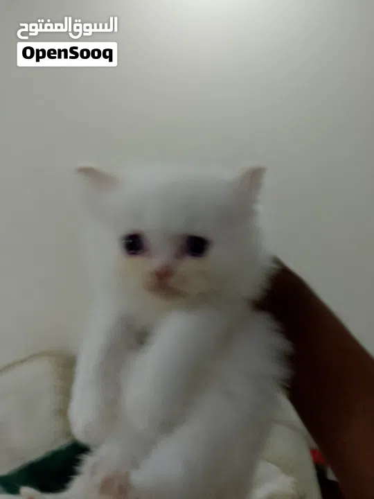 beautiful kitten 2 month old for sale