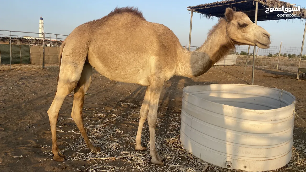 يوجد بكره لقية و بكره فطيم للبيع  ماشالله سمان