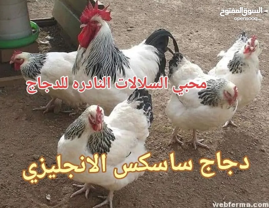 بيض سلالات دجاج نوادر على مستوى العالم