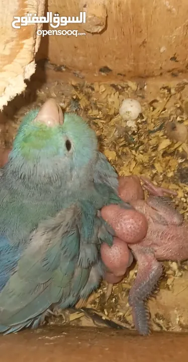 Parrotlet parents with. 4 chiks.. with cage mini love bird's pair with 4. chiks